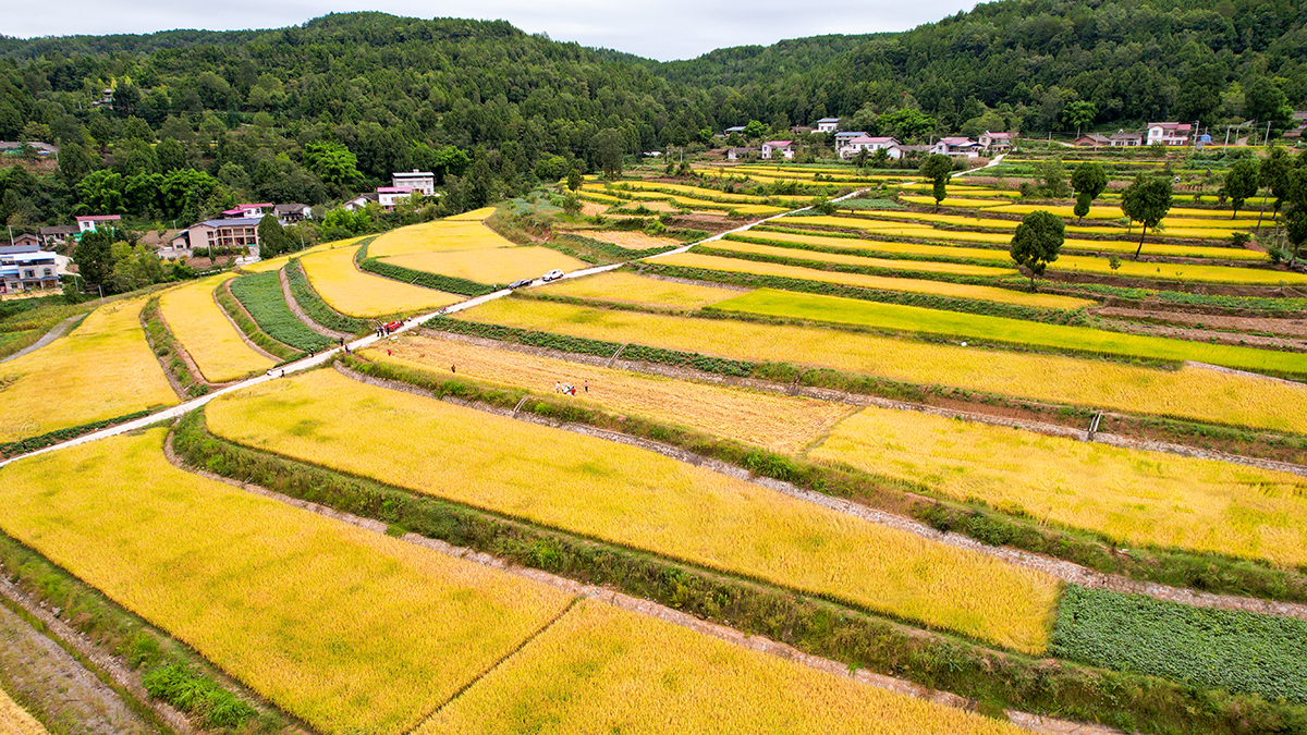 广元昭化：农业发展结硕果 绘就乡村振兴“全景图”