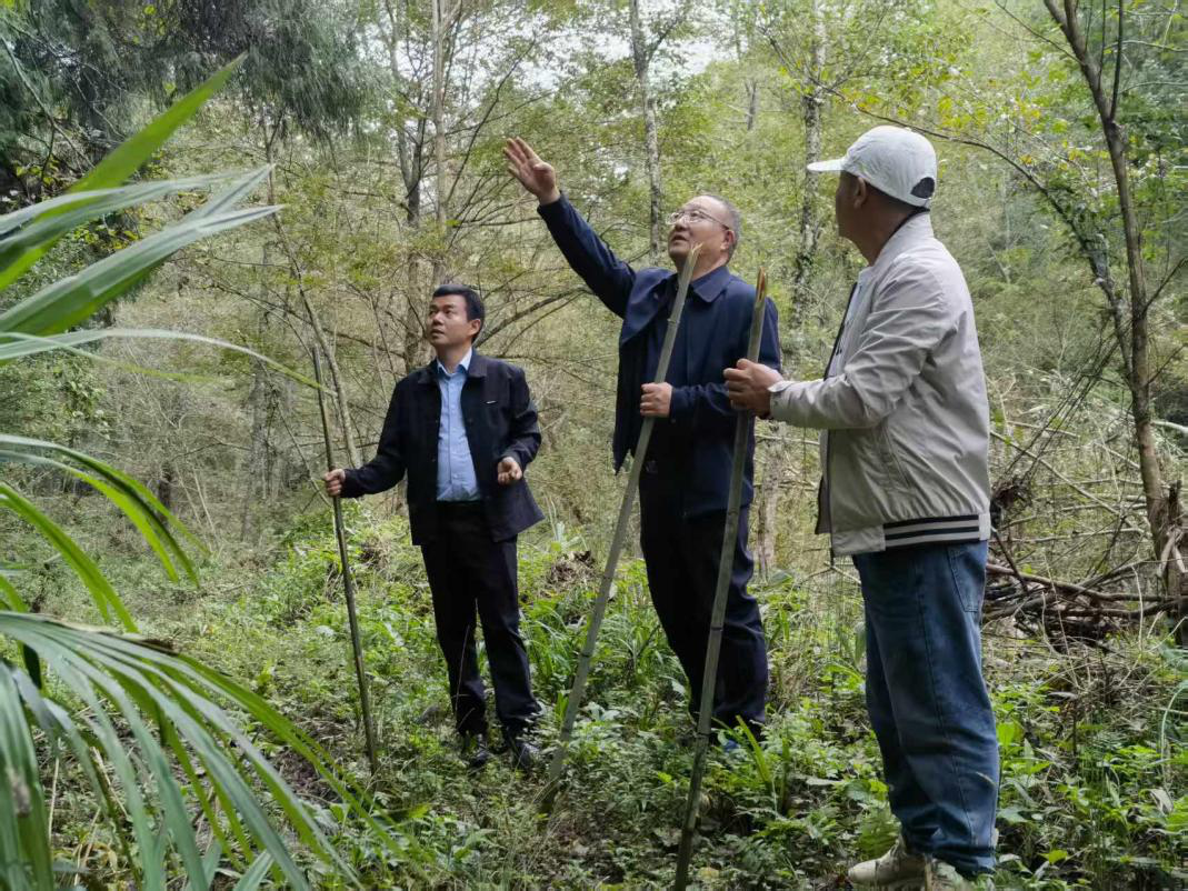 周末工程师：探寻药材中的乡村振兴“金钥匙”