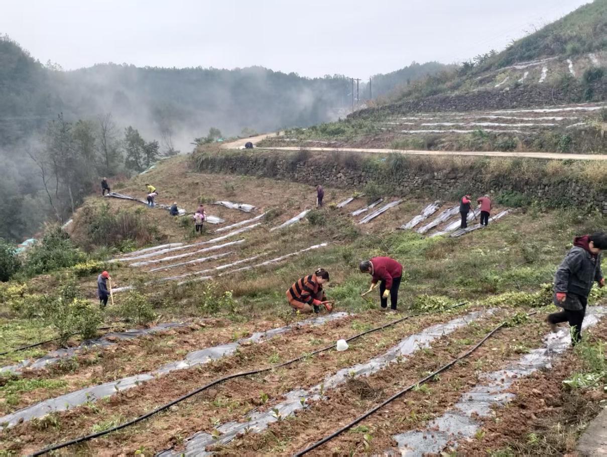 寒冬补植添新绿 黄茶产业促振兴