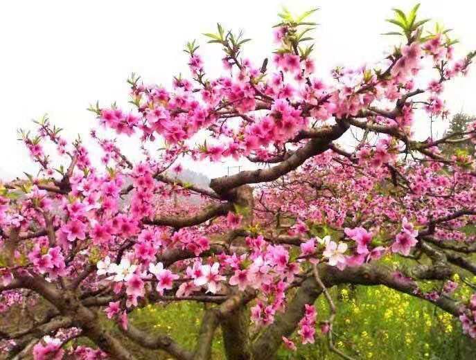 昭化桃博园新晋打卡胜地，解锁浪漫粉红3月，一秒燃爆少女心！